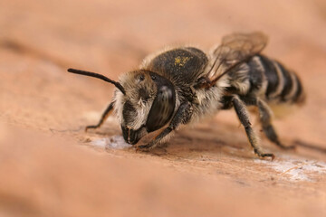 Closeup on a female Silvery leafcutter bee, Megachile leachella sitting on a dried leaf