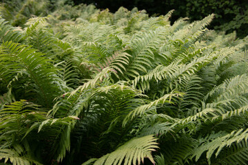 Fototapeta na wymiar dense bracken ferns