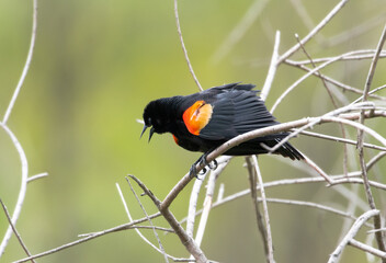 Red-winged Blackbird, Agelaius phoeniceus, perched in some dry branches chirping and stretching out his feathers