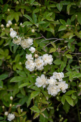 Old stone wall in garden with climbing rose plant with small white flowers