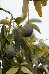 Harvesting and seasonal blossom of evergreen avocado trees on plantations in Costa Tropical, Andalusia, Spain