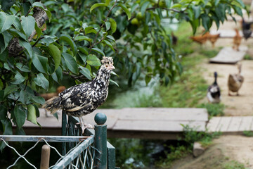 chaise longue free range chicken
