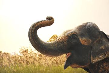 Baby elephant raises its trunk above its head and open mouth wide to showing joy in the morning are...