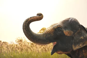 Foto op Canvas Baby elephant raises its trunk above its head and open mouth wide to showing joy in the morning are has golden soft light separates with natural background. Animal concept. © Taweesak