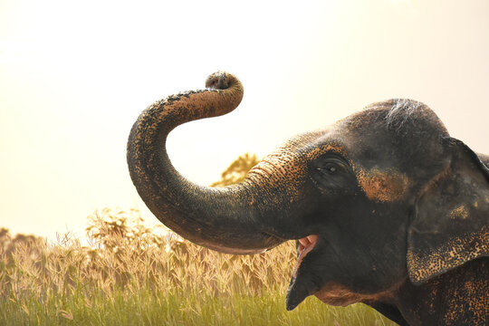 Baby elephant raises its trunk above its head and open mouth wide to showing joy in the morning are has golden soft light separates with natural background. Animal concept.