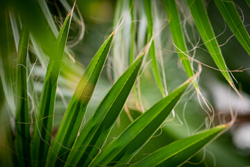 Large, green palm leaves, a juicy green plant. A large green plant, in the botanical garden.