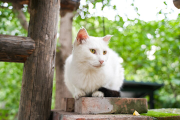 White cat resting and looking in the garden