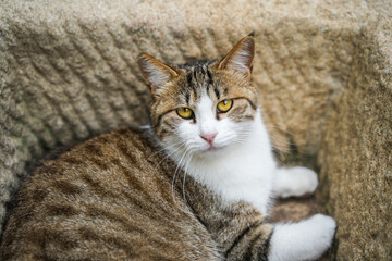 Sichuan Jianzhou cat is resting