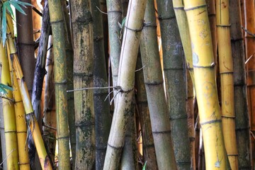 Photograph of a beautiful bamboo grove.