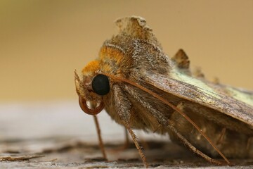 Facial closeup on colorful green metallic burnished brass moth, Diachrysia chrysitis sitting on wood