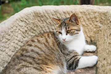 Sichuan Jianzhou cat is resting