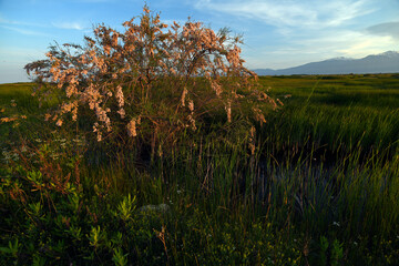 Smallflower tamarisk // Frühlings-Tamariske, Kleinblütige Tamariske (Tamarix parviflora) - Greece // Griechenland