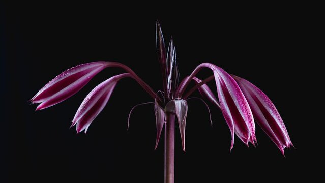 Slow motion of blooming orange river lily (Crinum bulbispermum) on isolated black background