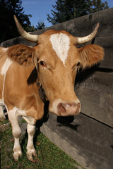 Rind / Cattle / Bos taurus.