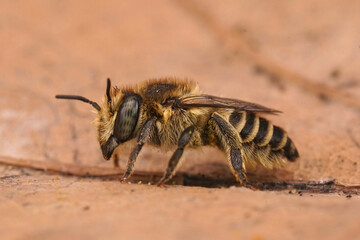 Closeup on a female Silvery leafcutter bee, Megachile leachella sitting on a dried leaf
