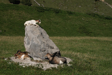 Hausziege / Domestic Goat / Capra aegagrus hircus.
