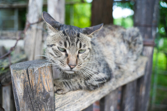 Shorthair cat resting on old wooden door