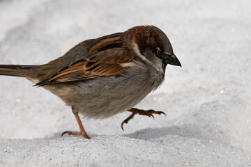 Moineau Domestique 1