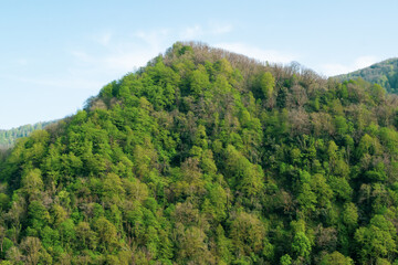 Obraz premium forest in the mountains