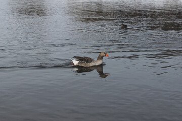 goose on the lake