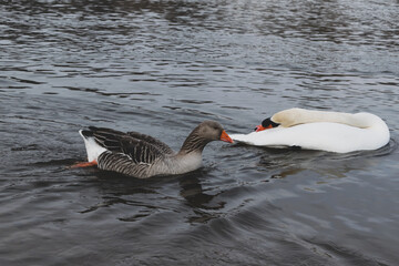 Obraz premium gray goose and mute swan