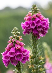 Vertical closeup of Digitalis purpurea, the foxglove. © Pez Photography/Wirestock Creators
