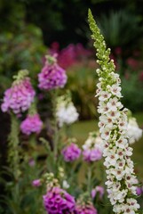 Vertical closeup of Verbascum nigrum, the black mullein. © Pez Photography/Wirestock Creators