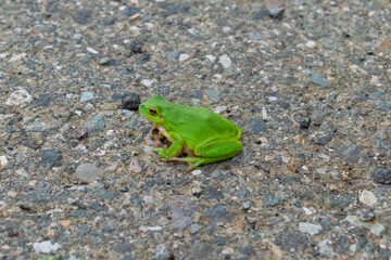 frog