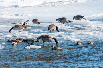 Waterfowl On Frozen Fox River, Kaukauna, Wisconsin