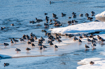 Naklejka premium Waterfowl at the De Pere Rapids on Fox River in December