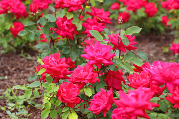 Beautiful pink roses in the garden. Selective focus.