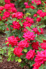 Beautiful pink roses in the garden. Selective focus.