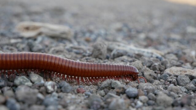 Closeup shot of a Julida crawling on the rocks