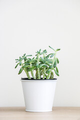 Close up of beautiful green succulent house plant (Sedum Griseum or stonecrop) in white pot standing in centre of wooden surface against white background, decorating home interior