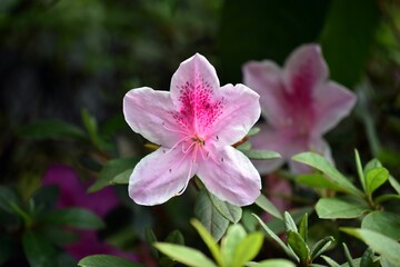 Closeup shot of a pink azalea flower in the garden