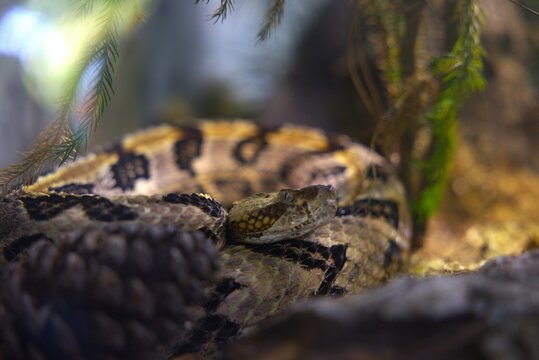 Soft focus of a curled up timber rattlesnake surrounded with few leaves