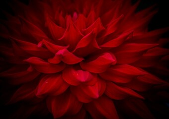 Closeup shot of petals of red Dahlia in black background © Pez Photography/Wirestock Creators