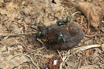 Schmeißfliegen (Calliphoridae) an toter Maus