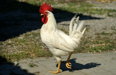 White rooster with a red crest on his head on a sunny day