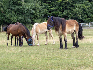some horses grazing in a meadow