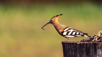 Closeup shot of a Eurasian hoopoe (Upupa epops) with an insect in its beak perched on a tree trunk © Szabolcs Tóth1/Wirestock Creators