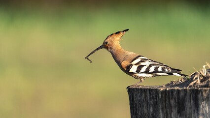 Closeup shot of a Eurasian hoopoe (Upupa epops) with an insect in its beak perched on a tree trunk © Szabolcs Tóth1/Wirestock Creators