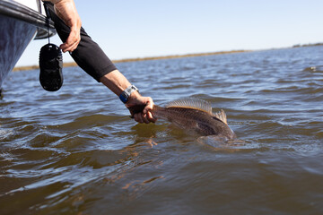 Red Fish Louisiana Fishing- Spot Tail