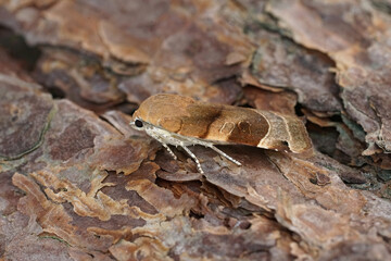 Detailed closeup on a Broad-bordered, Yellow Underwing moth, Noctua fimbriata sitting on wood