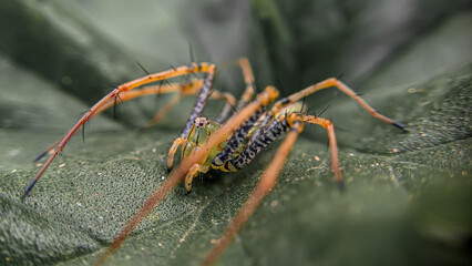 spider on a leaf