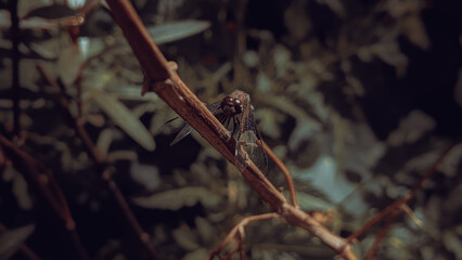 lizard on a branch