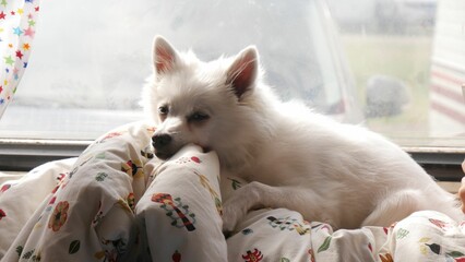 Closeup of a white sleepy American Eskimo Dog lying on a blanket on a windowsill