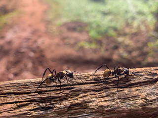 Ant , unity , environment