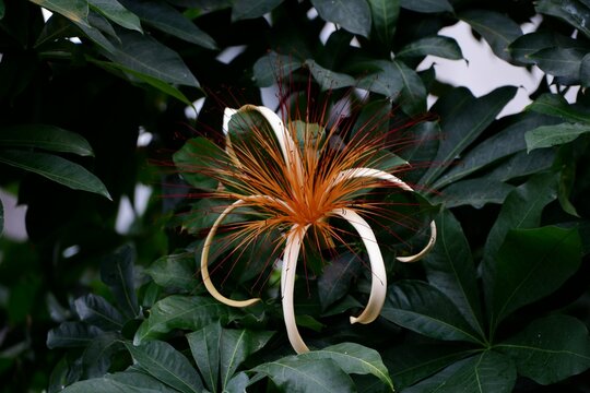Tropical pachira aquatica flower on tree in garden on blurry background