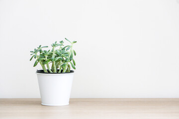 Fototapeta premium Beautiful healthy small succulent house plant (known as Sedum Griseum or stonecrop) in white pot on left side of wooden desk against white wall